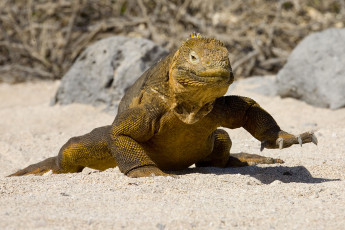 Картинка галапагосская игуана животные Ящерицы игуаны вараны песок зверь камни