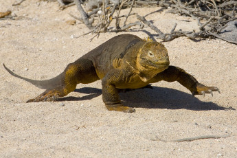 Картинка галапагосская игуана животные Ящерицы игуаны вараны песок сухие ветки