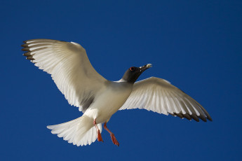 Картинка животные Чайки бакланы крачки в полете