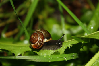 Картинка животные улитки