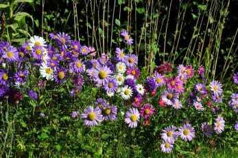 Картинка цветы астры много разноцветный
