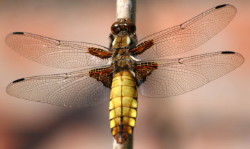 Картинка животные стрекозы крылья стрекоза