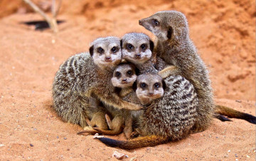 Картинка животные сурикаты семья