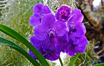 Картинка цветы орхидеи фиолетовый