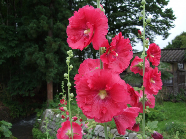 Обои картинки фото цветы, мальвы