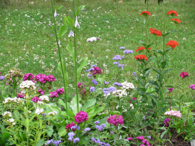 Обои картинки фото цветы, разные, вместе, зелень, розовые, сиреневые, красные