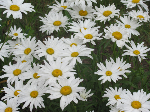 Обои картинки фото цветы, ромашки, намокшие, под, дождем