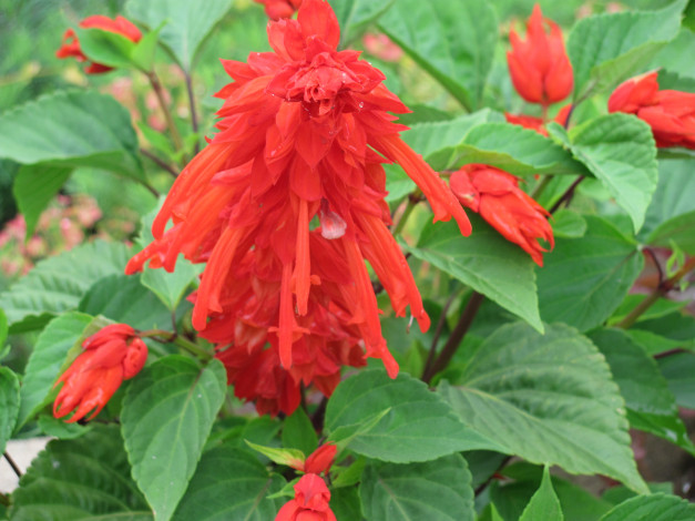 Обои картинки фото сальвия, цветы, красный, цветок