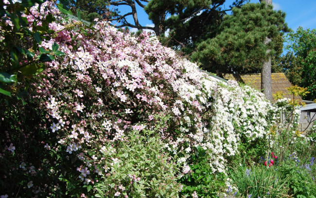 Обои картинки фото цветы, клематис, ломонос, изгородь