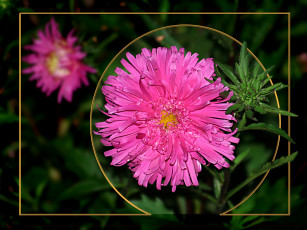Картинка цветы астры розовый