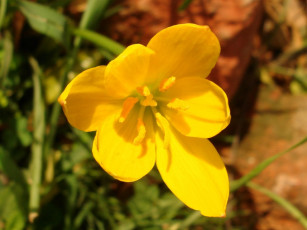 Картинка цветы крокусы желтый