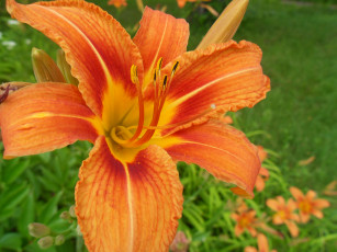 Картинка цветы лилии лилейники