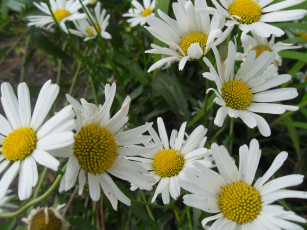 Картинка цветы ромашки