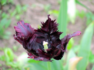 Картинка цветы тюльпаны махровый