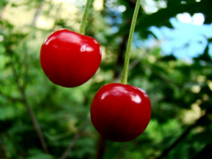 Картинка природа Ягоды вишни