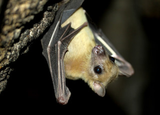 Картинка животные летучие мыши крылья взгляд мышь