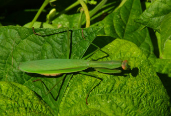 Картинка животные богомолы богомол