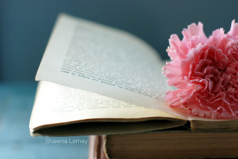 Картинка разное канцелярия книги книга страницы гвоздика