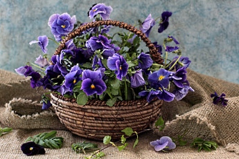 Картинка цветы анютины глазки садовые фиалки корзинка виола