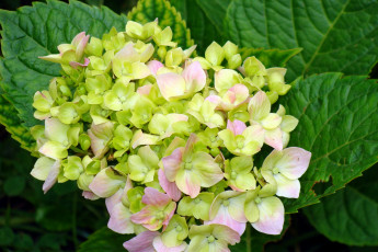 Картинка цветы гортензия лепестки бутоны