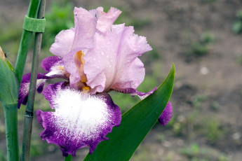 Картинка цветы ирисы розовый лепестки