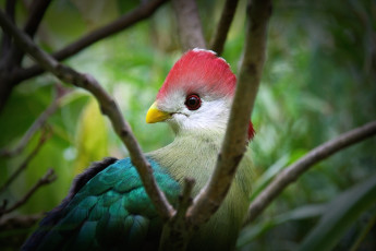 Картинка животные турако хохолок разноцветный