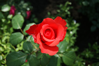 Картинка цветы розы зеленый фон роза