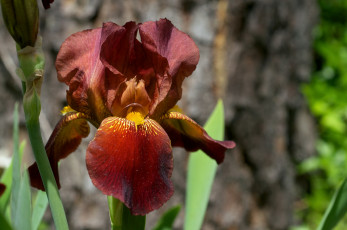 Картинка цветы ирисы лепестки коричневый