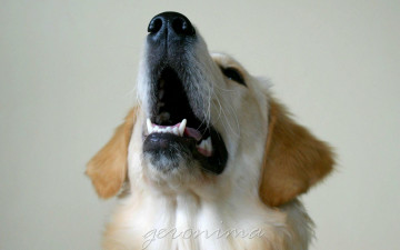Картинка автор geronima животные собаки golden retriever