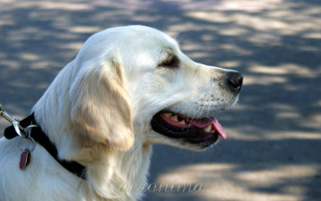 Картинка автор geronima животные собаки golden retriever