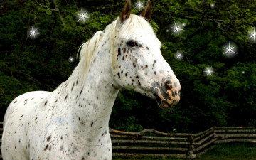 Картинка животные лошади белая