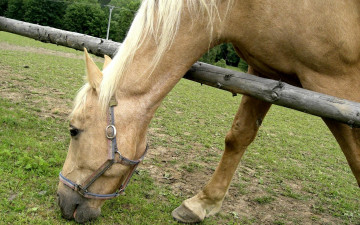 Картинка животные лошади пастбище