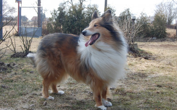 Картинка животные собаки колли