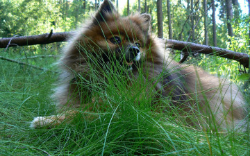 Картинка животные собаки шпиц