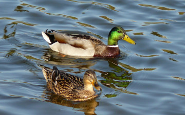 Картинка животные утки вода