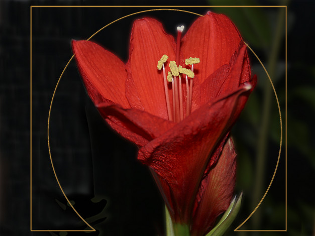 Обои картинки фото цветы, амариллисы, гиппеаструмы, лепестки