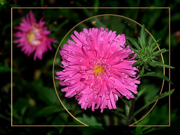 Обои картинки фото цветы, астры, розовый