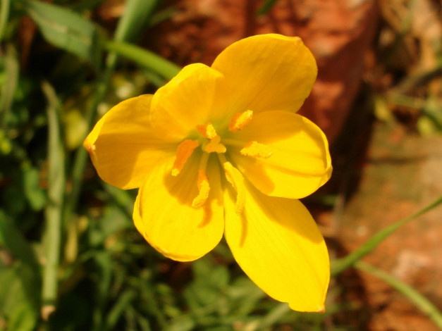 Обои картинки фото цветы, крокусы, желтый