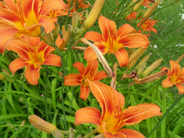 Обои картинки фото цветы, лилии, лилейники