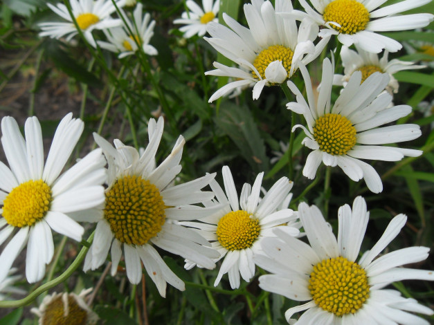 Обои картинки фото цветы, ромашки