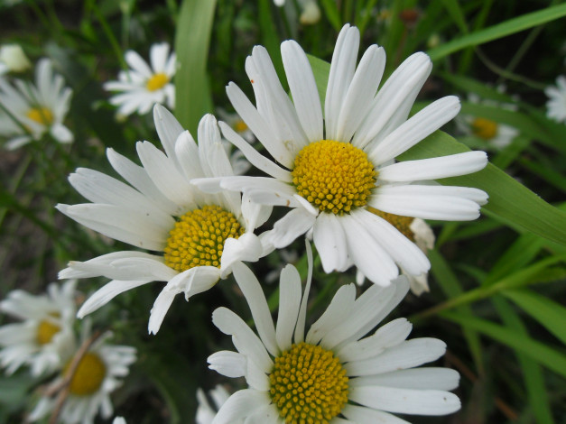 Обои картинки фото цветы, ромашки