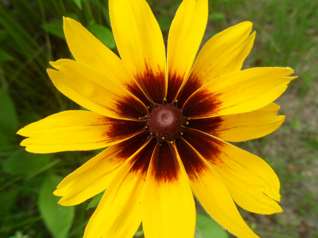 Обои картинки фото цветы, рудбекия, желтые