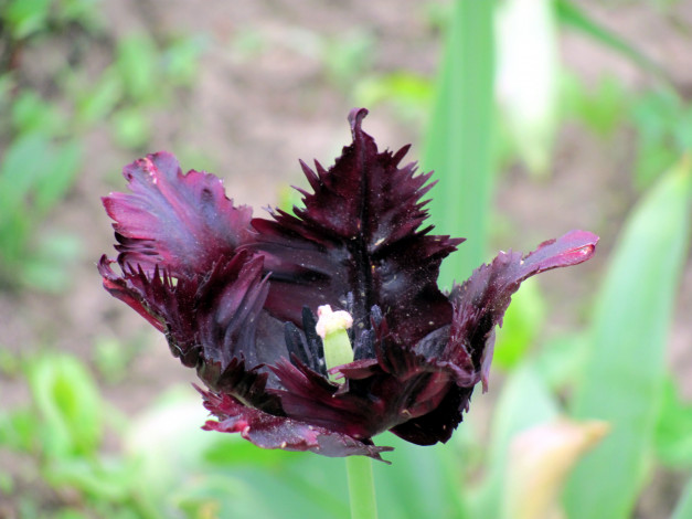 Обои картинки фото цветы, тюльпаны, махровый