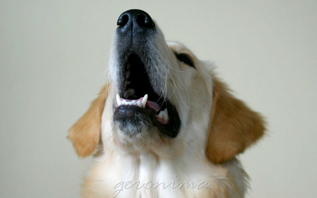 Обои картинки фото автор, geronima, животные, собаки, golden, retriever