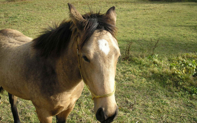 Обои картинки фото животные, лошади, пони