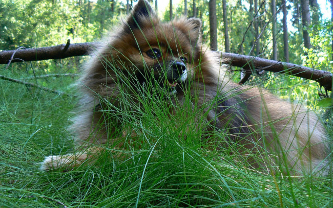 Обои картинки фото животные, собаки, шпиц