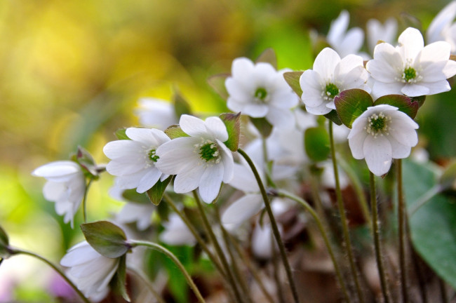 Обои картинки фото цветы, ветреницы, печёночницы, белый, ветреница