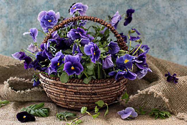 Обои картинки фото цветы, анютины, глазки, садовые, фиалки, корзинка, виола