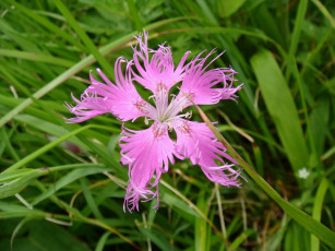 Картинка цветы гвоздики лепестки