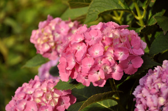 Картинка цветы гортензия природа